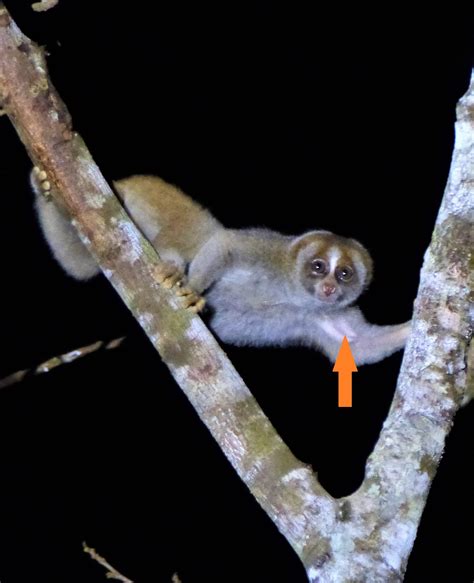 Poisonous Slow Loris in Borneo: Introduction – MAMMALS OF BORNEO