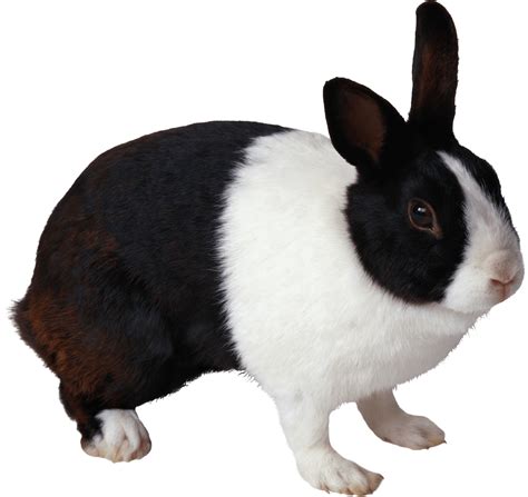 black and white rabbit PNG Image - PurePNG | Free transparent CC0 PNG Image Library