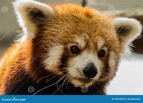 Red Panda Stock Photo - Image: 34764310