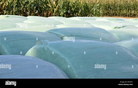 grass silage focus, rows of green silage bales in front of a big cornfield Stock Photo - Alamy