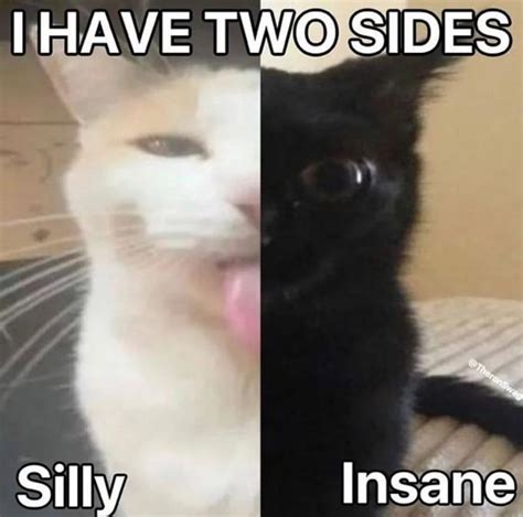 I Have Two Two Sides: Silly / Insane | Silly Cats | Know Your Meme