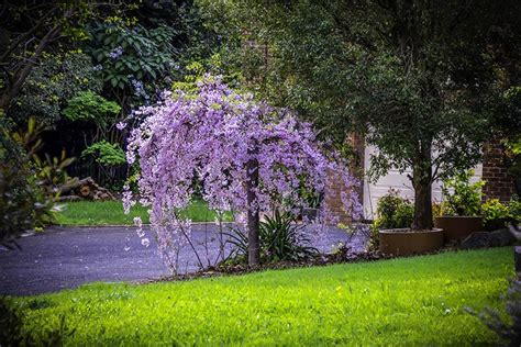 Stunning small weeping trees suitable for any front garden – Markel Gardens – Jersey