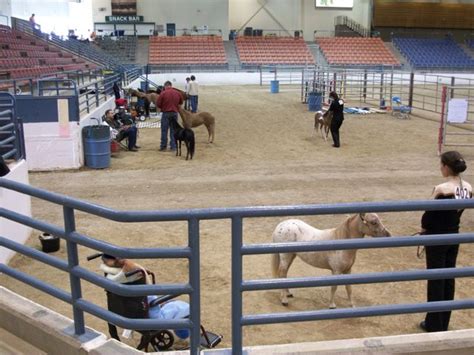 Mini Horse Trailers. I never really thought about them until this ...