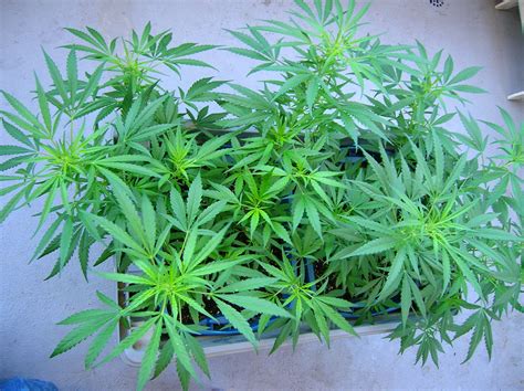 How To Grow Marijuana Outdoors - Stoner Things