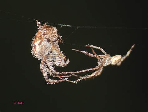 Female and Male Garden Spider Courtship | Taken at night usi… | Flickr