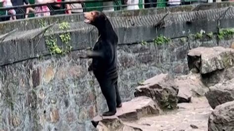 Is that a human in costume? Chinese zoo insists its sun bear is real - National | Globalnews.ca