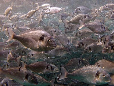 Lebanese Aquaculture: Gilt Head Sea Bream, Sparus Aurata.