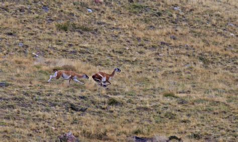 Swift as the Wind: The Guanacos of Patagonia | Roundglass | Sustain