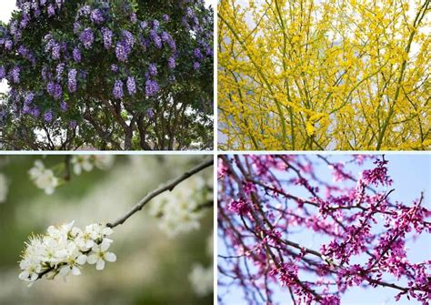 5 Reasons to Plant a Texas Mountain Laurel Tree - Native Backyards