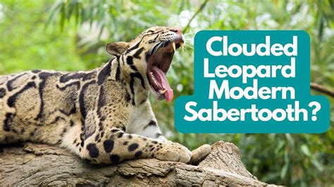 Clouded Leopard: A Modern Sabertooth? - YouTube