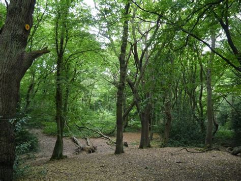 hainault forest Archives - the lost byway