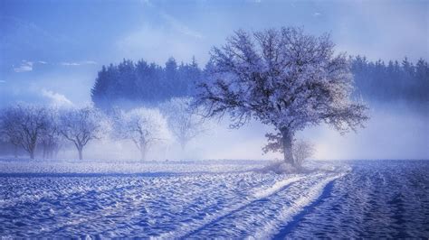 1920x1080 Trees Covered With Snow Fog Landscape Winter 4k Laptop Full HD 1080P HD 4k Wallpapers ...