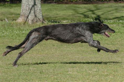 Scottish Deerhound Puppies for Sale from Reputable Dog Breeders