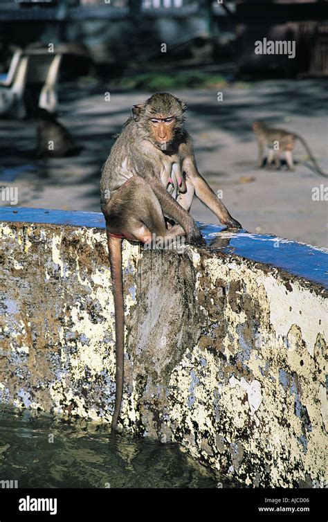 Monkeys lopburi thailand se asia Stock Photo - Alamy