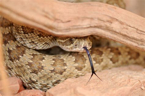 It's Snake Season—How to Spot and Avoid Them — Best Life