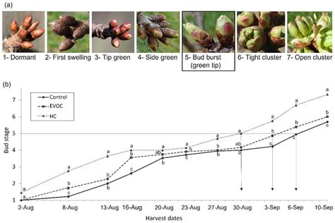 Agriculture | Free Full-Text | The Impact of Dormancy Breakers on Hormone Profiles, Fruit Growth ...