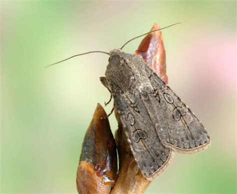 Miller moths are back from their summer mountain vacation - AgNews