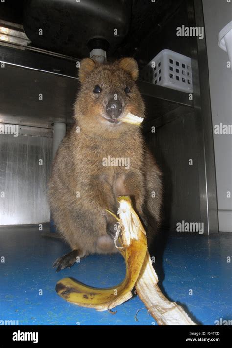 Quokka (Setonix brachyurus) eating a banana peel that it has stolen from the bin in ...