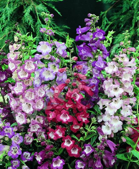 PENSTEMON - SENSATION MIXED | Perennials | Premier Seeds Direct ltd