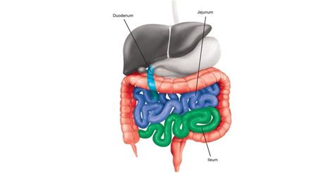 Ileum Diagram