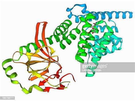 Activator (Genetics) Photos and Premium High Res Pictures - Getty Images