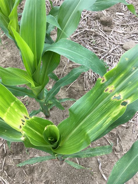 Poor Quality Corn Could Be From Seedling Insect Pests | NC State Extension