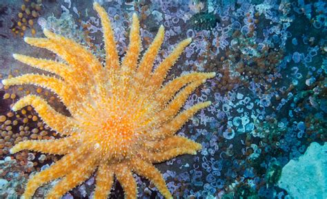 Scientists are growing sea stars in labs to help save the oceans – The Hill