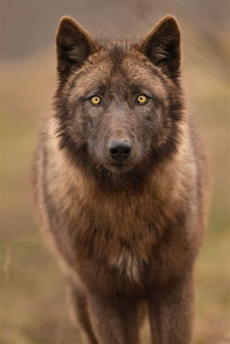 Pin de herbst em Brunch | Cão lobo, Cães selvagens, Material do cão