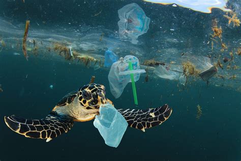 Plastic In Ocean Animals