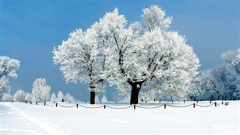 White tree-winter snow theme, HD wallpaper | Peakpx