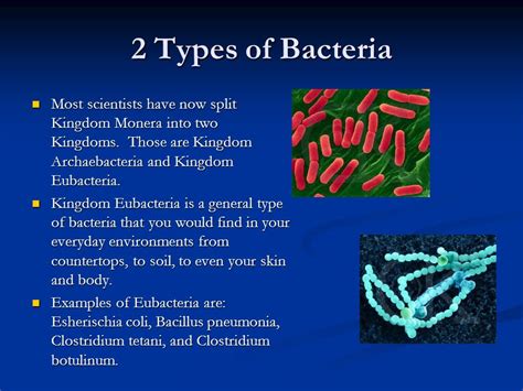 Archaea examples kingdom