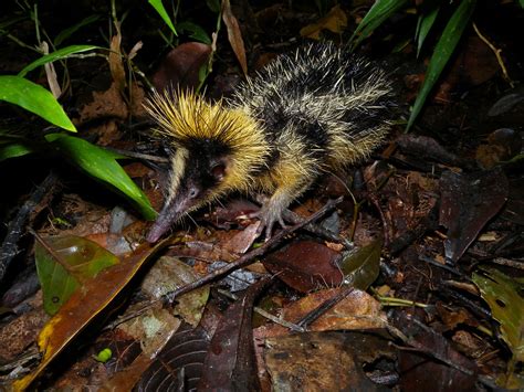 Lowland Streaked Tenrec, Mantadia, Madagascar | Frank Vassen | Flickr