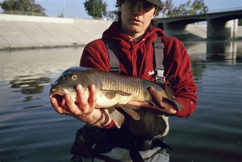 Fly fishing for ‘sewer salmon’ in the L.A. River - Los Angeles Times