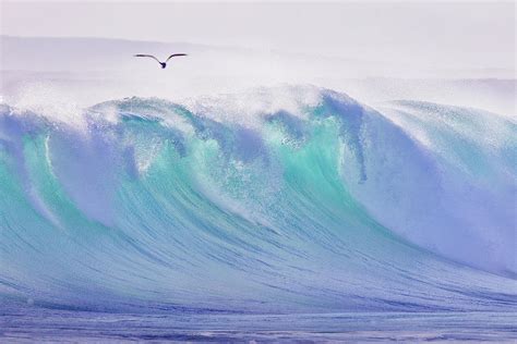 Seagull Flying Over Ocean Photograph by John White Photos - Fine Art America