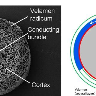 (PDF) Aerial roots of orchids: the velamen radicum as a porous material for efficient imbibition ...