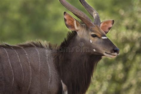 Nyala antelope male stock image. Image of tragelaphus - 10397347