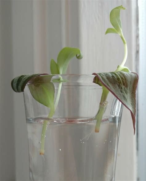 Tradescantia zebrina propagation | Gardening