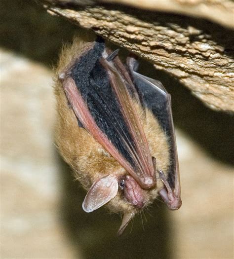 Bats in Caves (U.S. National Park Service)