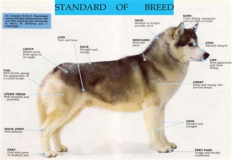 Siberian Husky Characteristics and Size | DVSHR