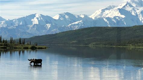 The Complete Guide to Denali National Park Wildlife