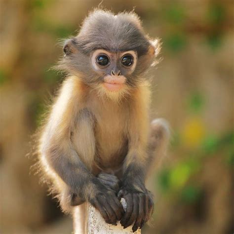 Dusky leaf monkey baby | Cute animals, Cute baby animals, Baby animals