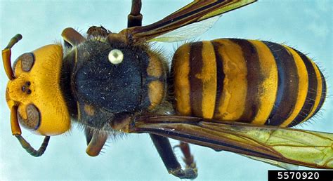 Asian Giant Hornet Fact Guide | Department of Entomology | Virginia Tech