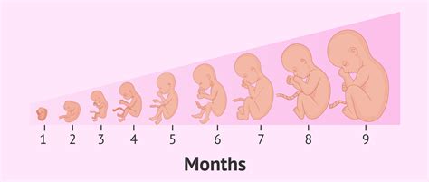 Pregnancy Stages by Month - Fetal Development with Pictures