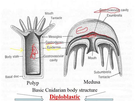 Cnidarian Lecture - YouTube