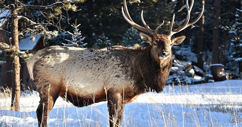 Colorado wildlife scrounging for food due to bad weather