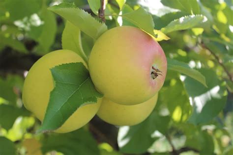 The Purchase Price of Yellow Apple Fruit Trees + Training - Arad Branding