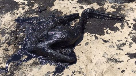 PHOTOS: California oil spill has deadly effect on wildlife - ABC7 Los Angeles