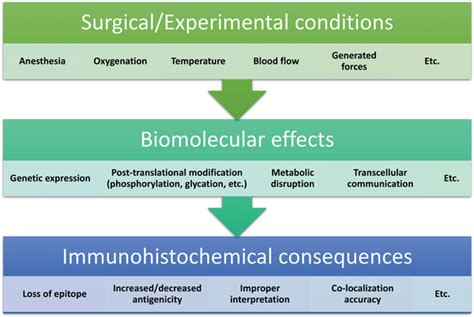 Impact of surgical/experimental conditions on the bio‐molecular... | Download Scientific Diagram