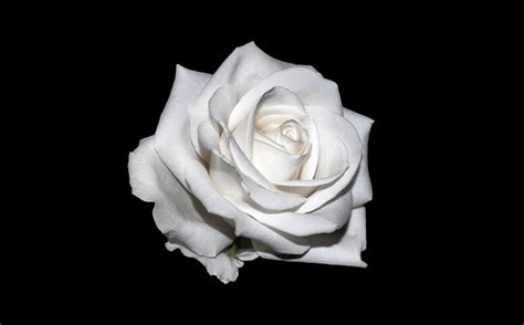 Rose White Background · Free photo on Pixabay