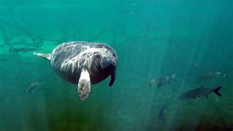 Officials: Florida manatees eating lettuce in pilot program